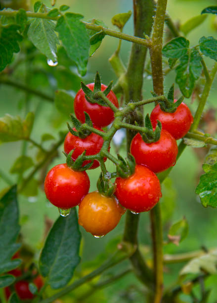 Tomatoes Delicious cherry tomatoes on the branch in the garden cherry tomato stock pictures, royalty-free photos & images