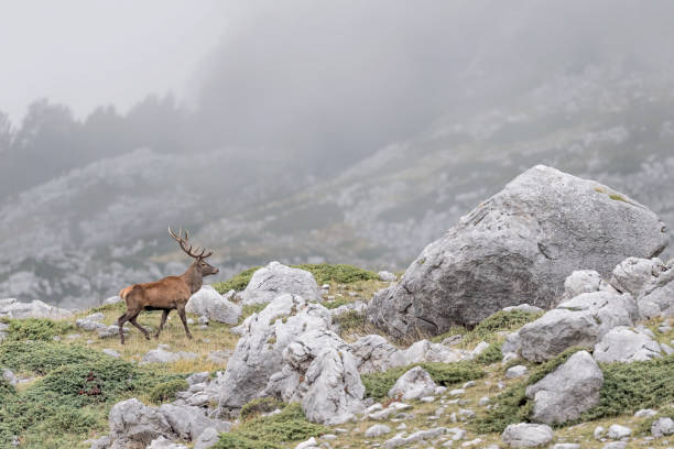 istock Alps landscape with Red deer  (Cervus elaphus) 1266595638