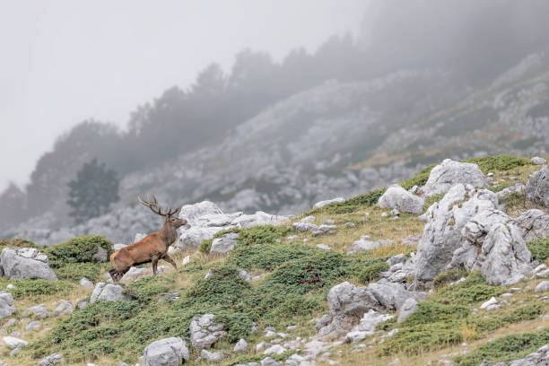 istock Red deer male in mountains region (Cervus elaphus) 1266595643