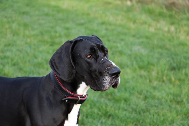 istock Portrait of a beautiful black great dane 1266596922
