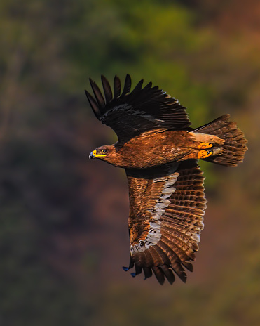 Steppe eagles arrive at their summer breeding grounds around April, at the start of spring. Large nests, up to a metre wide, are constructed from twigs and lined with various materials, such as old rags and camel dung. While the nests are usually placed on the ground in a position allowing a good view of the surroundings, as a result of habitat alteration and persecution, nests are increasingly being found in trees, bushes and on artificial structures. The female lays a clutch of between one and three eggs which are incubated for 45 days, with the chicks being brooded for a further 55 to 65 days before fledging. The steppe eagle is remarkably long lived, reaching up to 41 years in captivity.