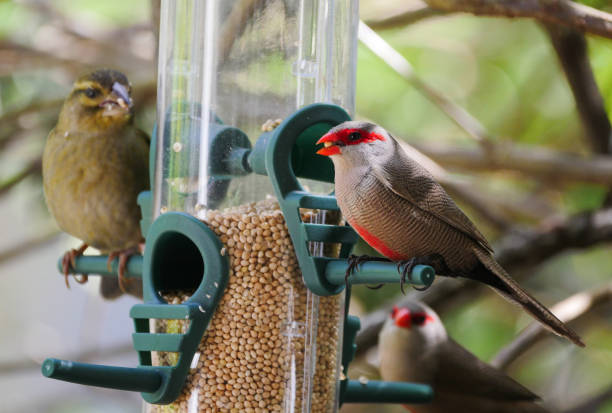 istock Birds of Mauritius feeding from seed dispenser 1266597426