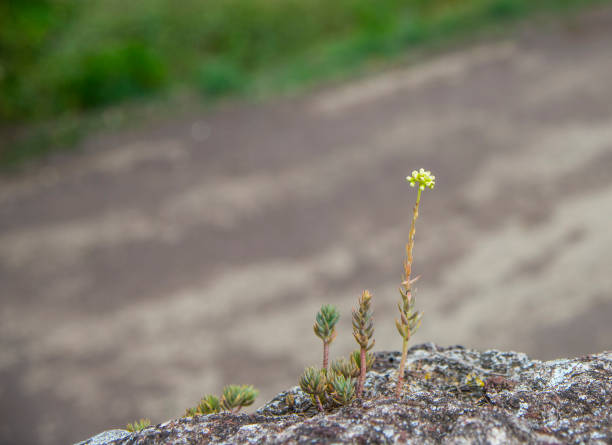 Succulents with flowers in nature, summer time