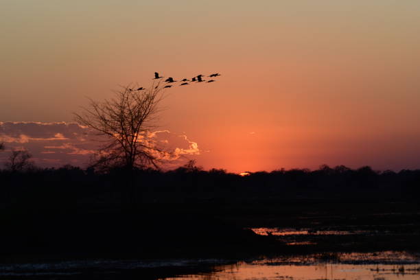 istock Bharatpur Bird Sanctuary 1266599592