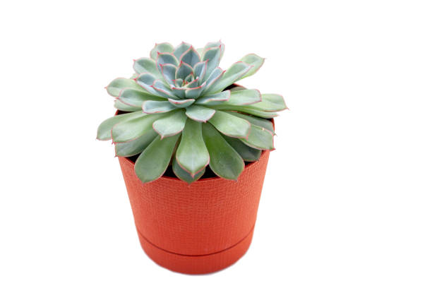istock green succulent plant in a pot isolated on white background 1266599619
