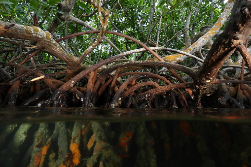 Red mangrove tree roots (Rhizophora mangle) in Guadeloupe (Caribbean, France)