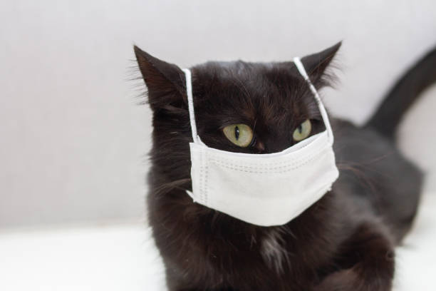 istock black cat in protective medical mask 1266599783