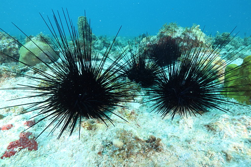 Long-spined sea urchin (Diadema antillarum) on the coral reef of Guadeloupe (Caribbean, France)