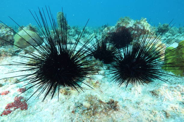 Long-spined sea urchin Long-spined sea urchin (Diadema antillarum) on the coral reef of Guadeloupe (Caribbean, France) spined stock pictures, royalty-free photos & images