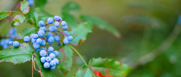 Mahonia aquifolium (Oregon-grape or Oregon grape) ripen on the branches. Plant in family Berberidaceae. Blue berries on a bush