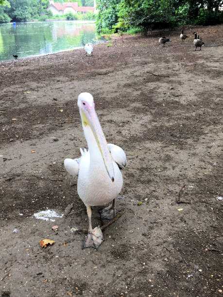 istock A view of a Pelican 1266600161