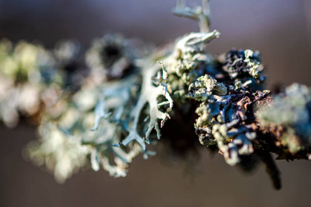 весна в лесу - monica moss стоковые фото и изображения
