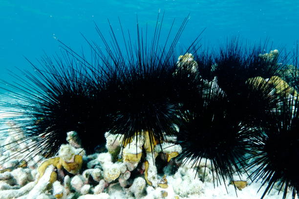 Long-spined sea urchin Long-spined sea urchin (Diadema antillarum) on the coral reef of Guadeloupe (Caribbean, France) spined stock pictures, royalty-free photos & images