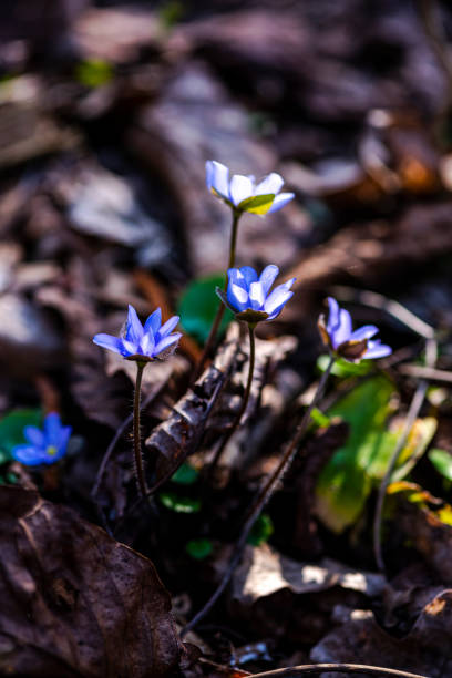 весна в лесу - monica moss стоковые фото и изображения