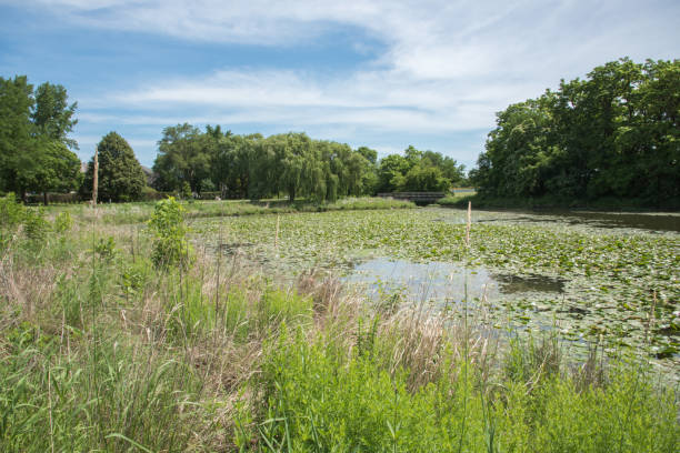 istock Water Lily Wetland 1266601444