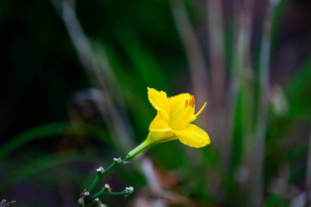 istock A stem of yellow flower on dark background 1266602654