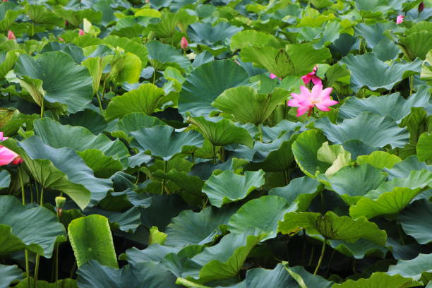 istock Lotus flower and leaves 1266603371