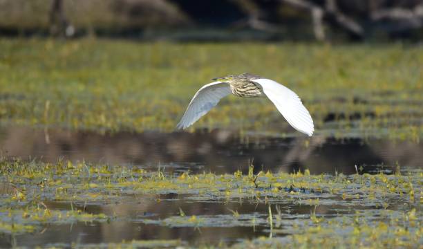 istock Bharatpur Bird Sanctuary1 1266603736