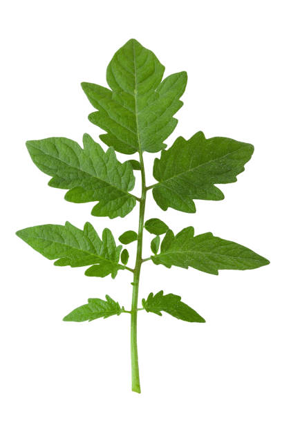 istock organic tomato leaves isolated on a white background. 1266605044