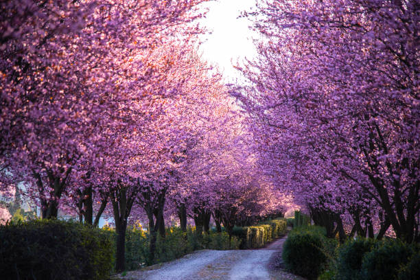 istock Cherry flowers alley 1266605200