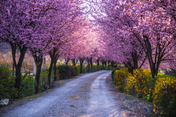 istock Cherry flowers alley 1266605409