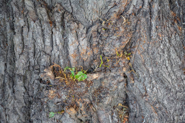 istock Texture of the bark of an old tree 1266605508