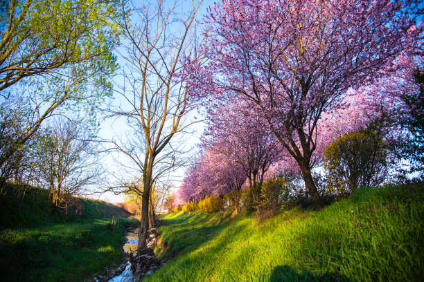 istock Cherry flowers alley 1266605532