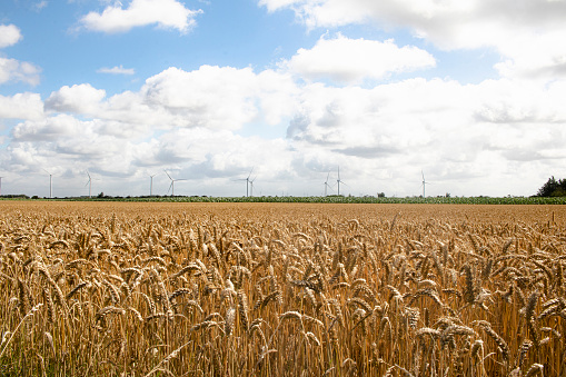 A Sunny day Looking over a corn field and wind mill at the horizon