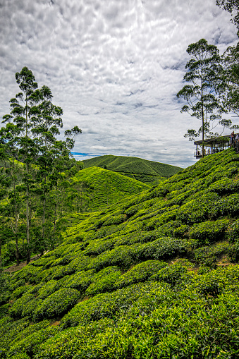 Green tea plantation in Cameron Highlands, Malaysia