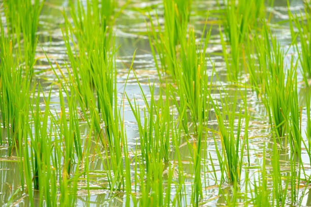 istock selective focus of recently grown rice plants 1266608638