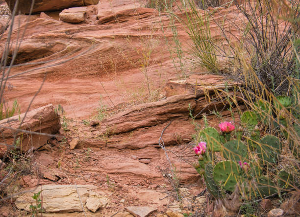 Different grasses and a catus with pink flowers grow on the rock