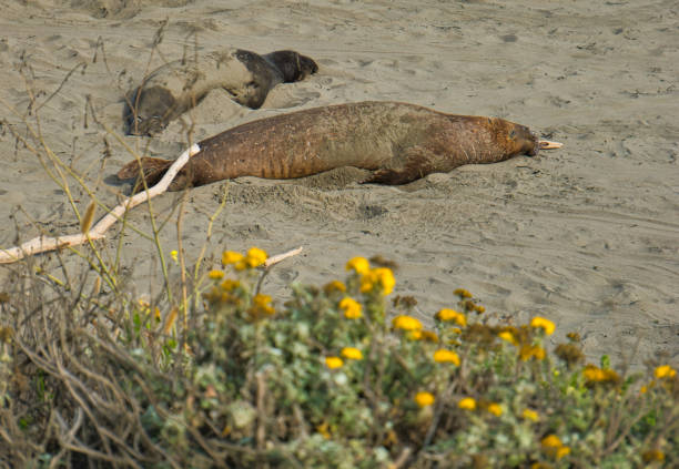 dois leões marinhos na areia da costa californiana - lions tooth - fotografias e filmes do acervo