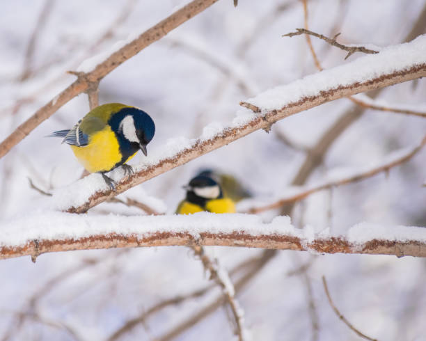 istock Titmouse on a snowy winter day 1266612659