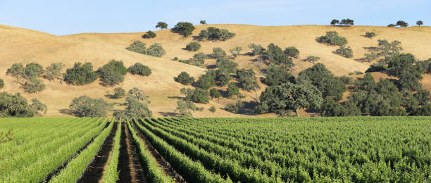 Panoramic Vineyard Landscape - Spring Panoramic vineyard landscape during springtime (Santa Barbara county, California). vineyard california santa barbara county panoramic stock pictures, royalty-free photos & images