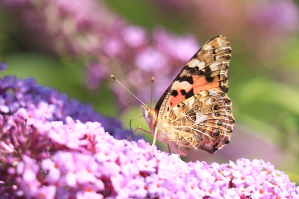 Painted Lady (Vanessa cardui) butterfly on summer lilac