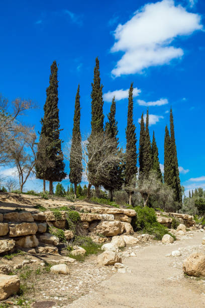 istock Cypress Alleys. Small desert park 1266613676