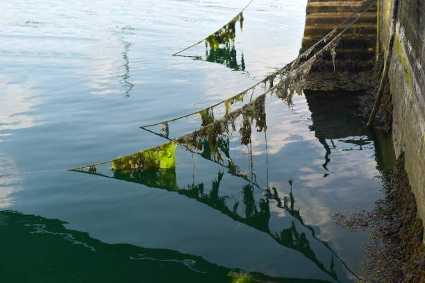 istock Concarneau seaweed port 1266613757
