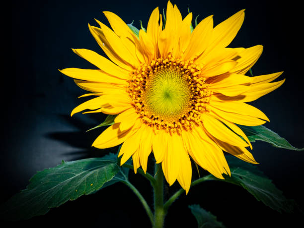 istock Yellow sunflower flower on a black background. 1266613818