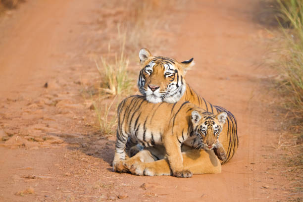 istock Mother tiger protect its cute cub 1266614111