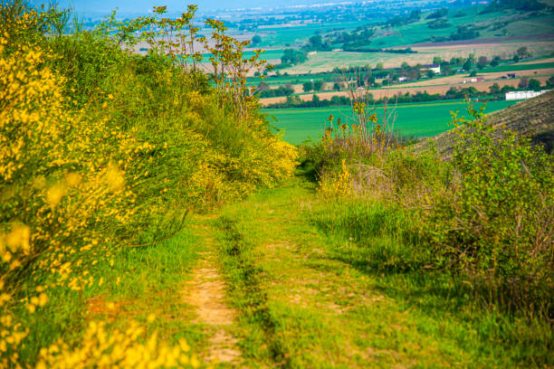 istock Springtime view in the morning on the hill 1266614656