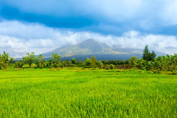 champ de riz et volcan mayon, legazpi - philippines mt mayon volcano rice photos et images de collection