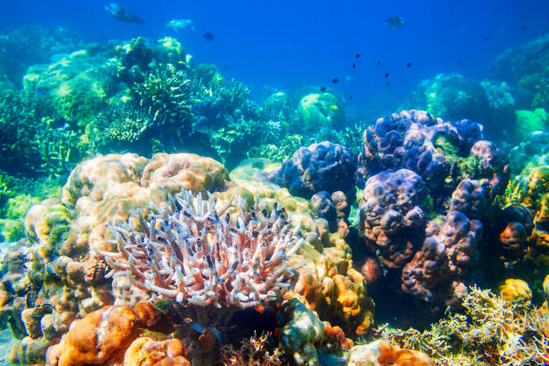istock Underwater coral reef tropical landscape 1266615149
