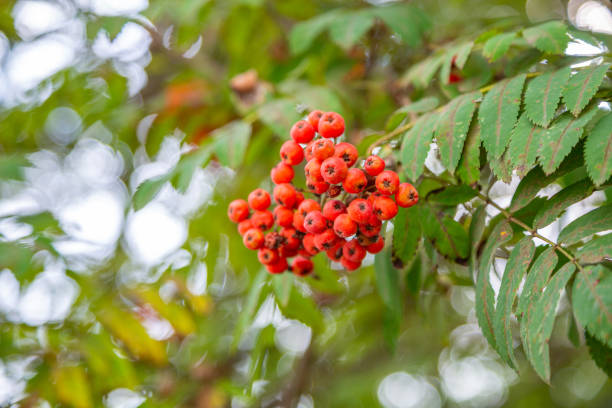 istock Bright autumn rowan berries on a branch 1266615238