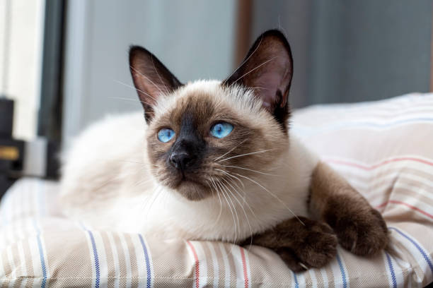 Siamese kitten Siamese kitten siamese cat stock pictures, royalty-free photos & images