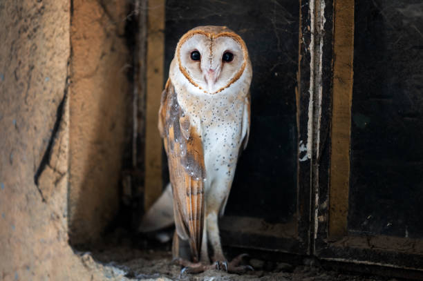 istock Closeup Of Common Bran Owl 1266616186