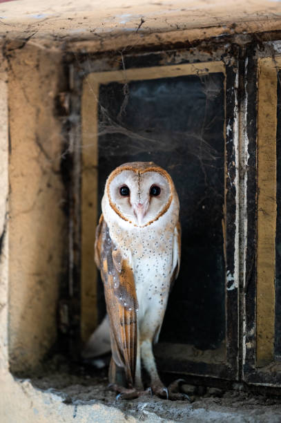 Closeup Of Common Bran Owl