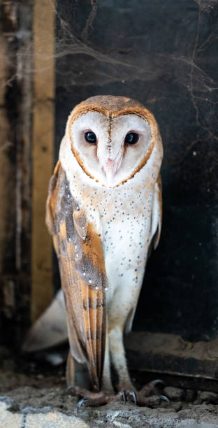 istock Closeup Of Common Bran Owl 1266616224