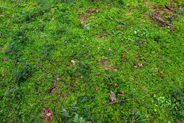 istock Detailed close up view at different moss textures on a forest ground 1266616281