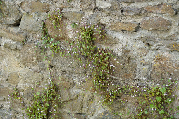 istock Artfully built walls with natural stone 1266616490
