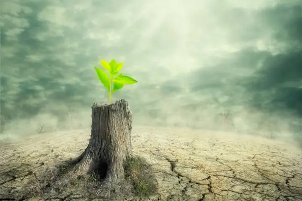 Photo of New beginning and the cycle of life concept of hope and recovery as a sapling plant growing from a dead tree as a psychology of a start or young business determination.